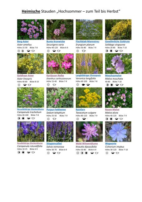 Fotos von Stauden für Insekten im Hochsommer - zum Teil bis Herbst