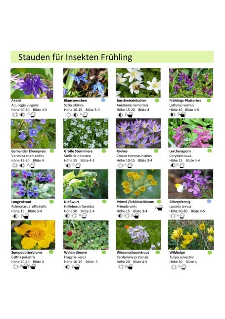 Fotos von Stauden für Insekten im Frühling